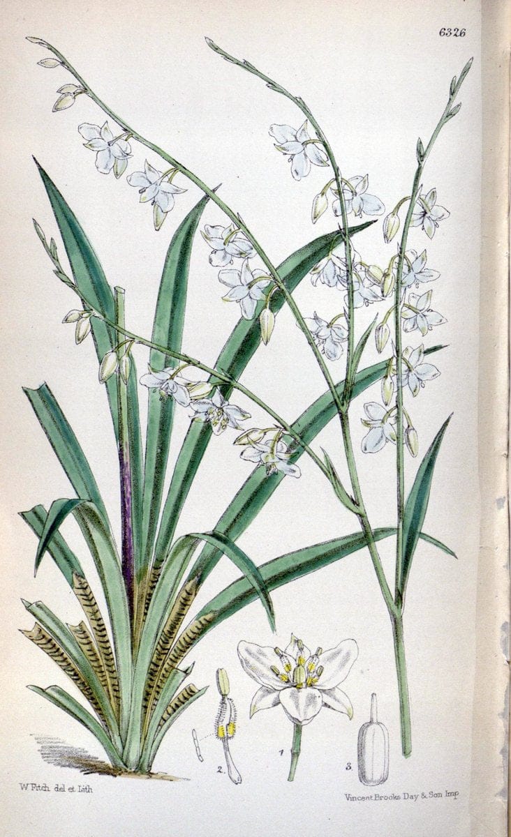 Curtis's botanical magazine. London ; New York [etc.] :Academic Press [etc.]. | "Botanical illustration" Botany Periodicals "Pictorial works" "Plants, Ornamental"  | Vintage Print Reproduction 452433