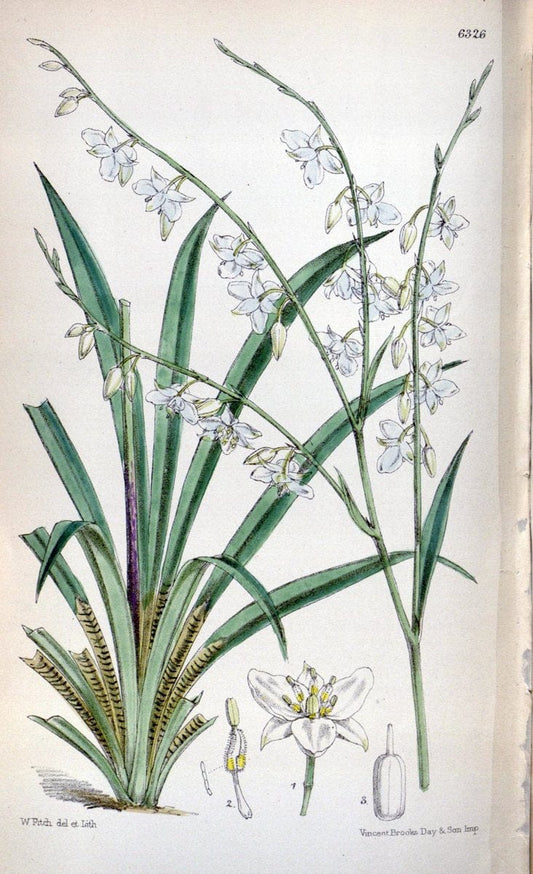 Curtis's botanical magazine. London ; New York [etc.] :Academic Press [etc.]. | "Botanical illustration" Botany Periodicals "Pictorial works" "Plants, Ornamental"  | Vintage Print Reproduction 452433