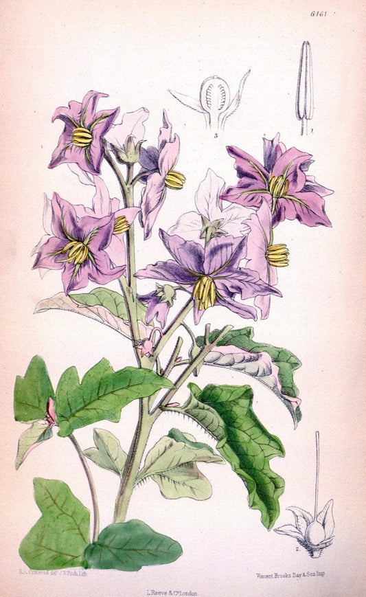 Curtis's botanical magazine. London ; New York [etc.] :Academic Press [etc.]. | "Botanical illustration" Botany Periodicals "Pictorial works" "Plants, Ornamental"  | Vintage Print Reproduction 452435
