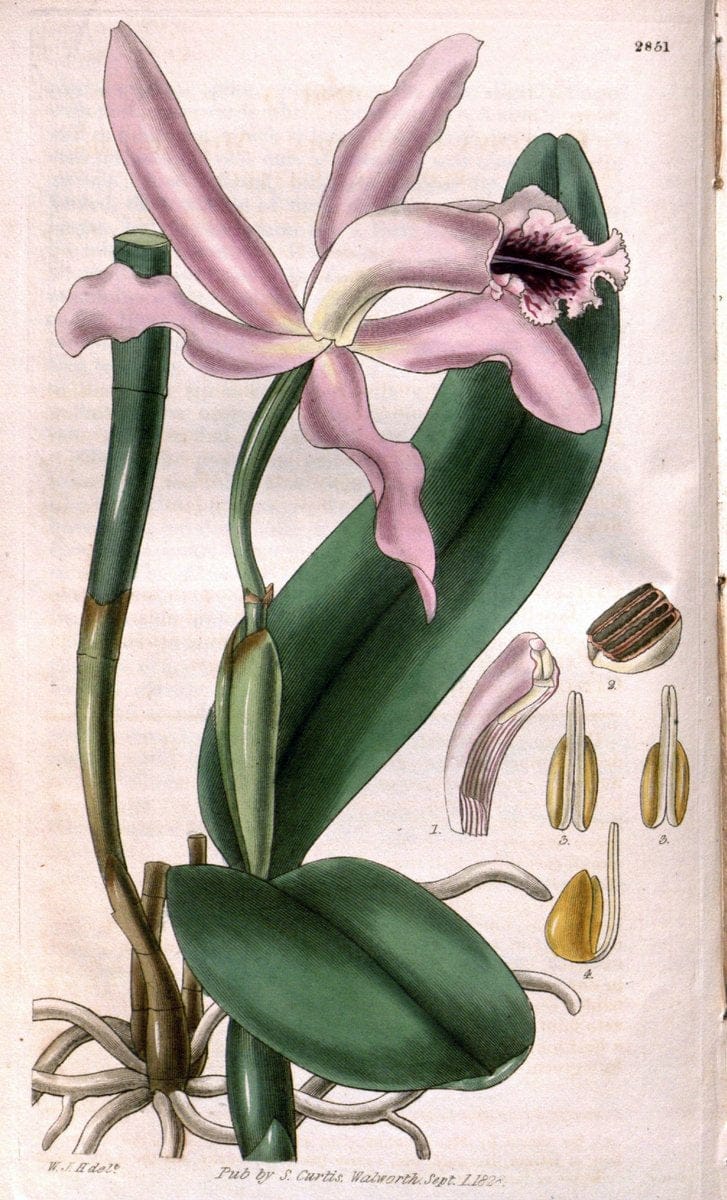 Curtis's botanical magazine. London ; New York [etc.] :Academic Press [etc.]. | "Botanical illustration" Botany Periodicals "Pictorial works" "Plants, Ornamental"  | Vintage Print Reproduction 452436