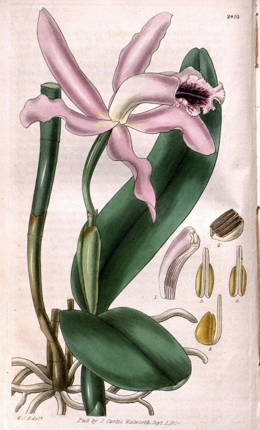 Curtis's botanical magazine. London ; New York [etc.] :Academic Press [etc.]. | "Botanical illustration" Botany Periodicals "Pictorial works" "Plants, Ornamental"  | Vintage Print Reproduction 452436