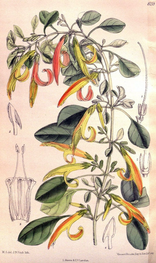 Curtis's botanical magazine. London ; New York [etc.] :Academic Press [etc.]. | "Botanical illustration" Botany Periodicals "Pictorial works" "Plants, Ornamental"  | Vintage Print Reproduction 452437