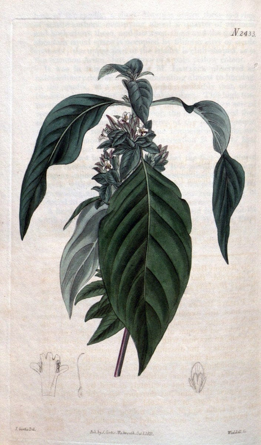 Curtis's botanical magazine. London ; New York [etc.] :Academic Press [etc.]. | "Botanical illustration" Botany Periodicals "Pictorial works" "Plants, Ornamental"  | Vintage Print Reproduction 452439