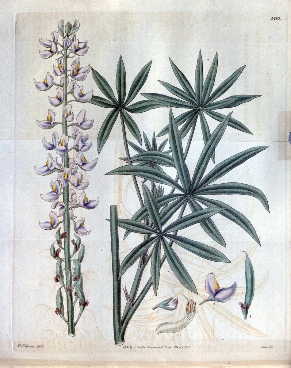 Curtis's botanical magazine. London ; New York [etc.] :Academic Press [etc.]. | "Botanical illustration" Botany Periodicals "Pictorial works" "Plants, Ornamental"  | Vintage Print Reproduction 452440