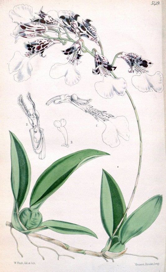 Curtis's botanical magazine..London ;New York [etc.] :Academic Press [etc.]. |  | Vintage Print Reproduction 452443