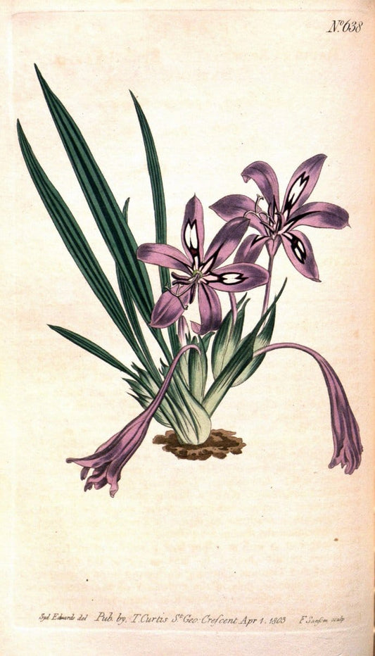 Curtis's botanical magazine. London ;New York [etc.] :Academic Press [etc.]. | Botany Periodicals "Pictorial works"  | Vintage Print Reproduction 452444