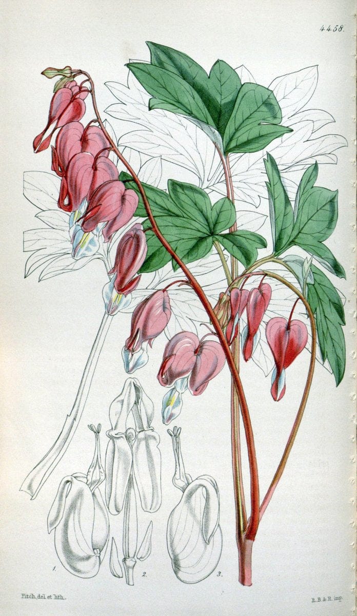 Curtis's botanical magazine. London ;New York [etc.] :Academic Press [etc.]. | Botany Periodicals "Pictorial works"  | Vintage Print Reproduction 452445