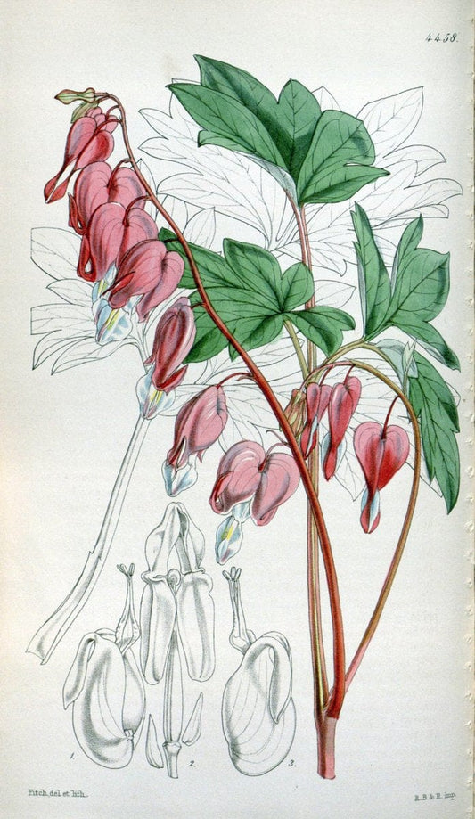 Curtis's botanical magazine. London ;New York [etc.] :Academic Press [etc.]. | Botany Periodicals "Pictorial works"  | Vintage Print Reproduction 452445