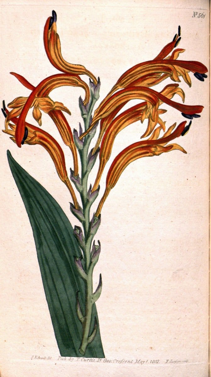 Curtis's botanical magazine. London ;New York [etc.] :Academic Press [etc.]. | Botany Periodicals "Pictorial works"  | Vintage Print Reproduction 452446