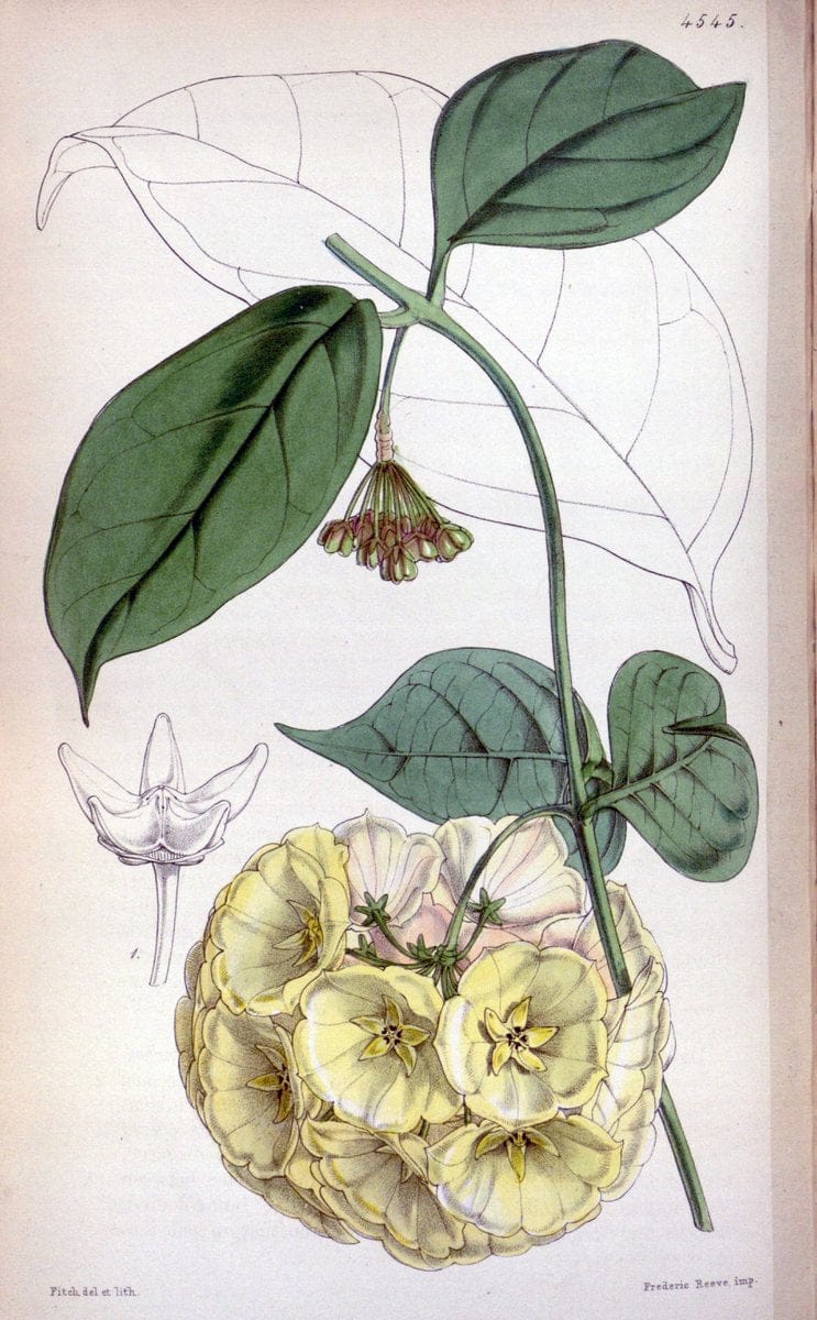 Curtis's botanical magazine. London ;New York [etc.] :Academic Press [etc.]. | Botany Periodicals "Pictorial works"  | Vintage Print Reproduction 452447