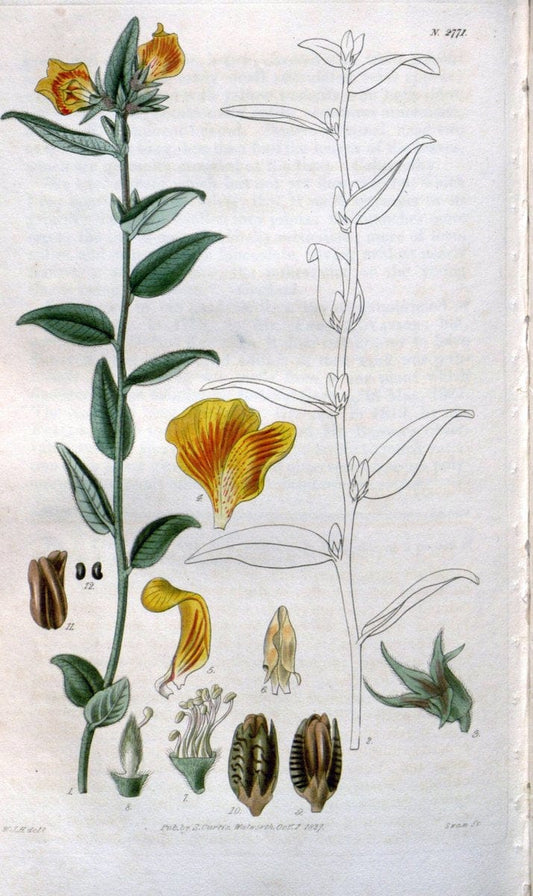 Curtis's botanical magazine. London ;New York [etc.] :Academic Press [etc.]. | Botany Periodicals "Pictorial works"  | Vintage Print Reproduction 452448