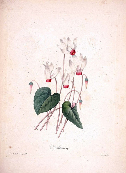 Choix des plus belles fleurs :.Paris:Ernest Panckoucke,[1833].. |  | Vintage Print Reproduction 452450