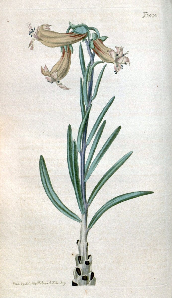 Curtis's botanical magazine. London ; New York [etc.] :Academic Press [etc.]. | "Botanical illustration" Botany Periodicals "Pictorial works" "Plants, Ornamental"  | Vintage Print Reproduction 452453