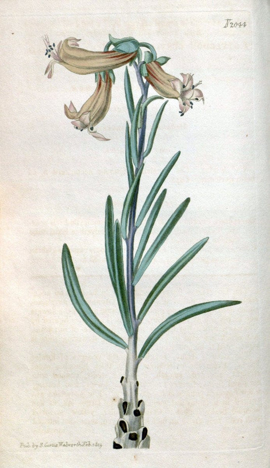 Curtis's botanical magazine. London ; New York [etc.] :Academic Press [etc.]. | "Botanical illustration" Botany Periodicals "Pictorial works" "Plants, Ornamental"  | Vintage Print Reproduction 452453