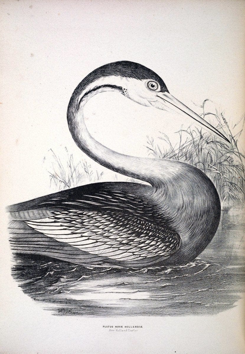 Companion to Gould's Handbook; or, Synopsis of the birds of Australia. Brisbane,Thorne & Greenwell,1877.  | Australia Birds | Vintage Print Reproduction 452454