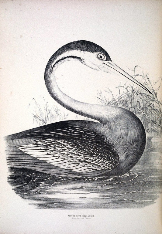 Companion to Gould's Handbook; or, Synopsis of the birds of Australia. Brisbane,Thorne & Greenwell,1877.  | Australia Birds | Vintage Print Reproduction 452454