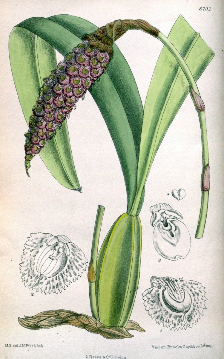 Curtis's botanical magazine. London ; New York [etc.] :Academic Press [etc.]. | "Botanical illustration" Botany Periodicals "Pictorial works" "Plants, Ornamental"  | Vintage Print Reproduction 452455