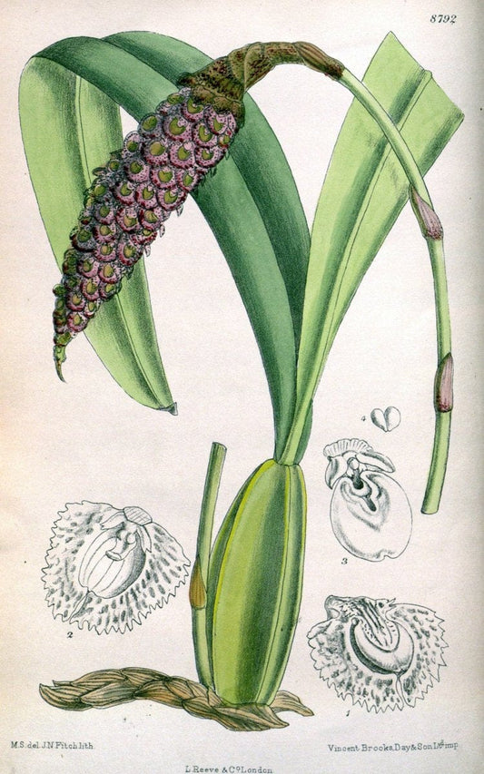 Curtis's botanical magazine. London ; New York [etc.] :Academic Press [etc.]. | "Botanical illustration" Botany Periodicals "Pictorial works" "Plants, Ornamental"  | Vintage Print Reproduction 452455