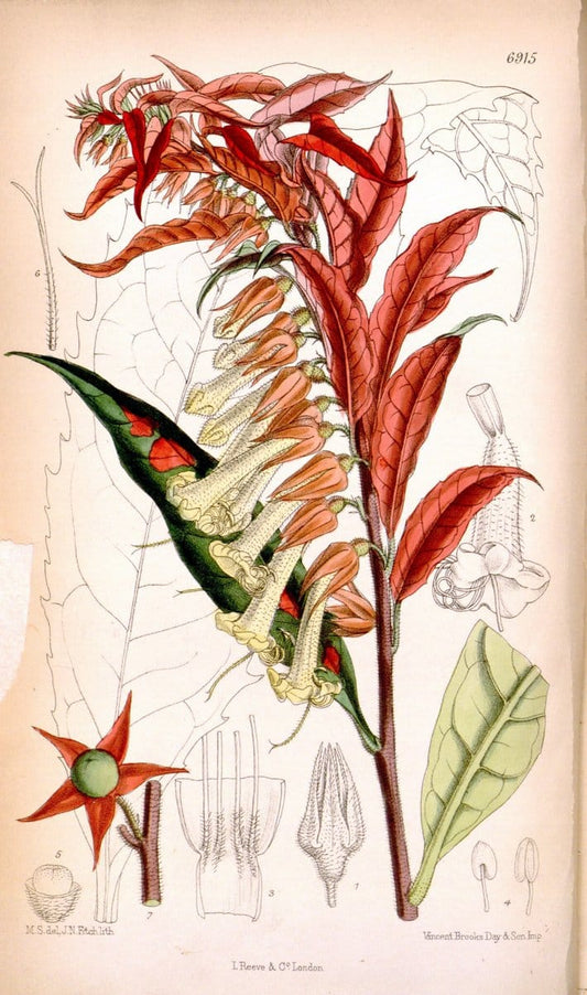 Curtis's botanical magazine. London ; New York [etc.] :Academic Press [etc.]. | "Botanical illustration" Botany Periodicals "Pictorial works" "Plants, Ornamental"  | Vintage Print Reproduction 452456