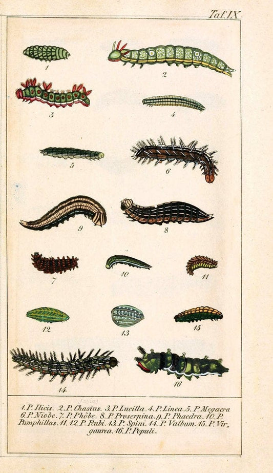 Chronologischer Raupenkalender, oder, Naturgeschichte der europÃ¤ischen RaupenBerlin :Im Verlage von Theodor Bade,1837. |  | Vintage Print Reproduction 452457