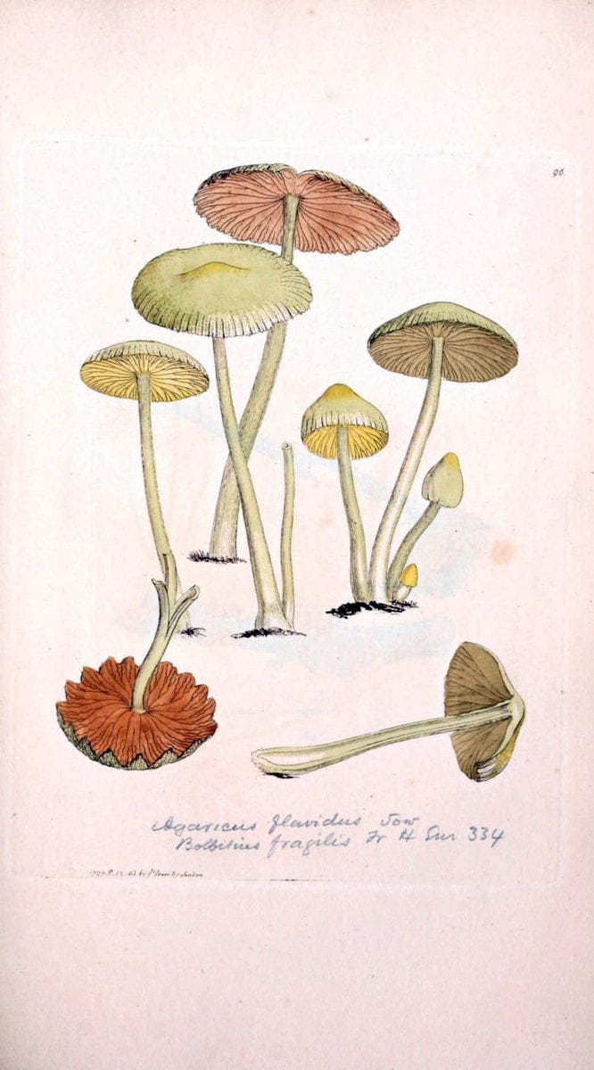 Coloured figures of English fungi or mushrooms. London,Printed by J. Davis,1797-[1809]. | England Mushrooms  | Vintage Print Reproduction 452459