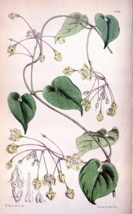 Curtis's botanical magazine. London ; New York [etc.] :Academic Press [etc.]. | "Botanical illustration" Botany Periodicals "Pictorial works" "Plants, Ornamental"  | Vintage Print Reproduction 452460