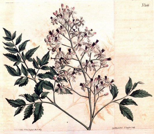 Curtis's botanical magazine. London ; New York [etc.] :Academic Press [etc.]. | "Botanical illustration" Botany Periodicals "Pictorial works" "Plants, Ornamental"  | Vintage Print Reproduction 452461