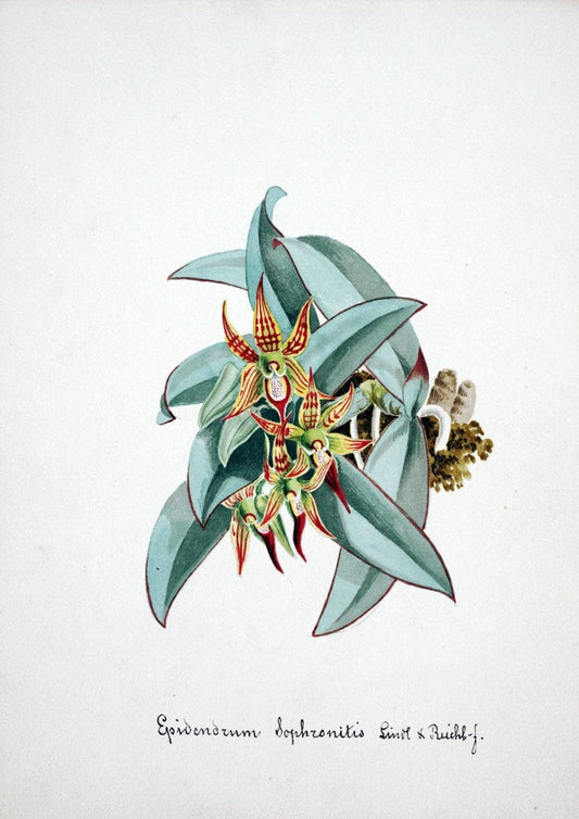 Collection d'orchideÃŒÂes.[S.l. :s.n.,18--]. | "Botanical illustration" Orchidaceae "Orchidaceae in art" "Pictorial works"  | Vintage Print Reproduction 452465