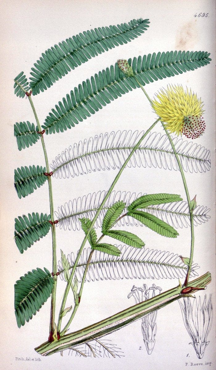 Curtis's botanical magazine. London ; New York [etc.] :Academic Press [etc.]. | "Botanical illustration" Botany Periodicals "Pictorial works" "Plants, Ornamental"  | Vintage Print Reproduction 452466