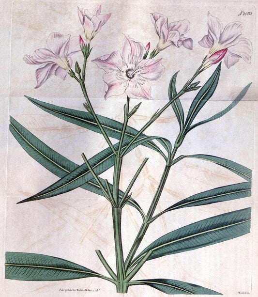 Curtis's botanical magazine. London ; New York [etc.] :Academic Press [etc.]. | "Botanical illustration" Botany Periodicals "Pictorial works" "Plants, Ornamental"  | Vintage Print Reproduction 452467
