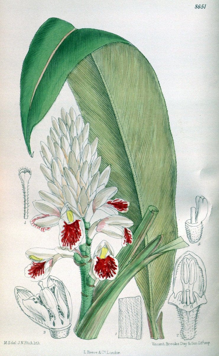 Curtis's botanical magazine. London ; New York [etc.] :Academic Press [etc.]. | "Botanical illustration" Botany Periodicals "Pictorial works" "Plants, Ornamental"  | Vintage Print Reproduction 452468