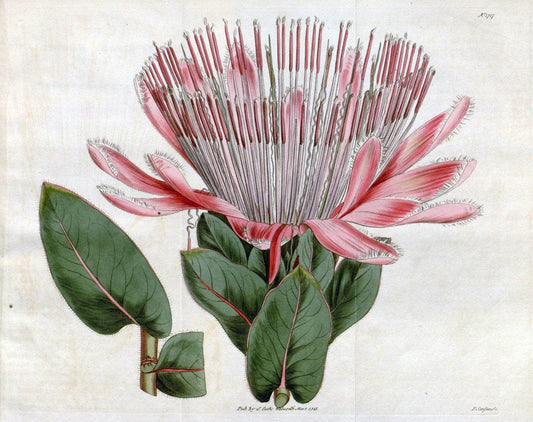 Curtis's botanical magazine. London ; New York [etc.] :Academic Press [etc.]. | "Botanical illustration" Botany Periodicals "Pictorial works" "Plants, Ornamental"  | Vintage Print Reproduction 452469