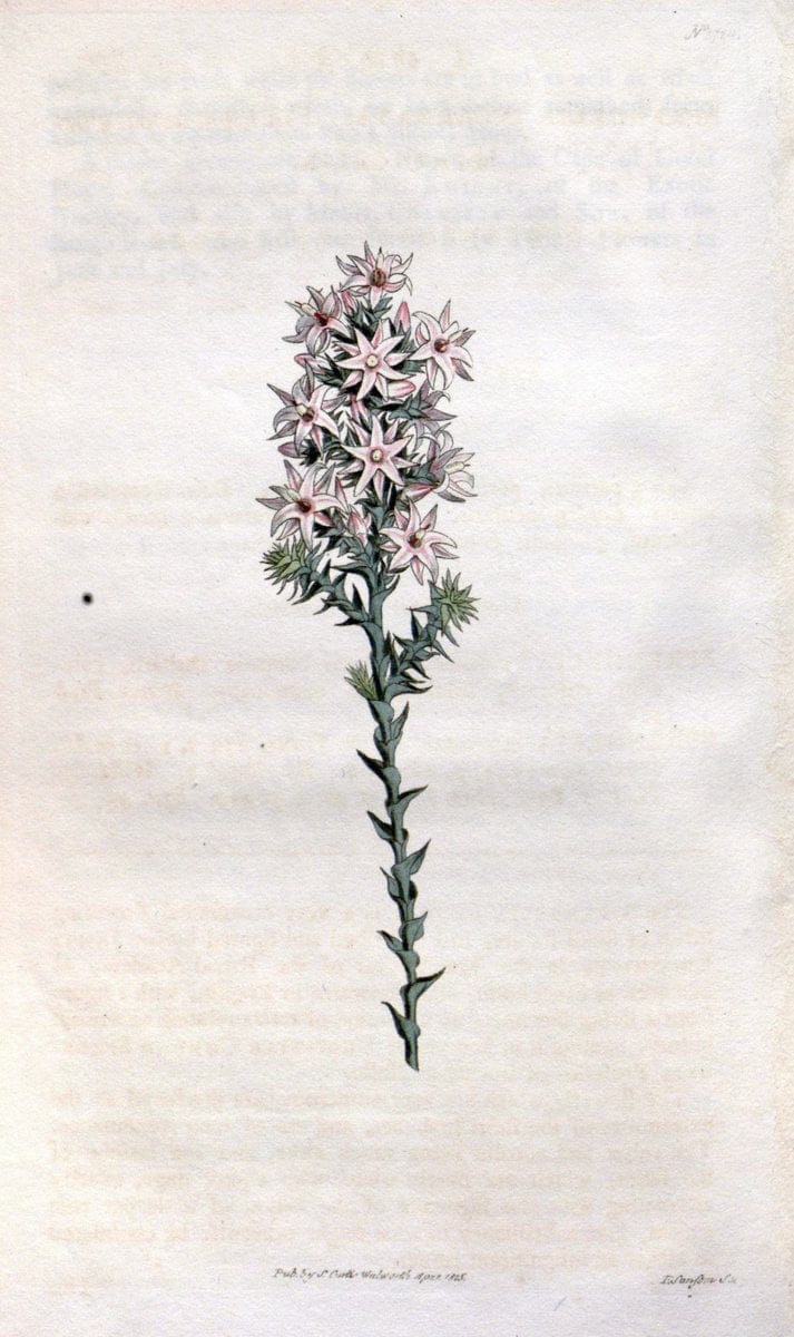 Curtis's botanical magazine. London ; New York [etc.] :Academic Press [etc.]. | "Botanical illustration" Botany Periodicals "Pictorial works" "Plants, Ornamental"  | Vintage Print Reproduction 452471