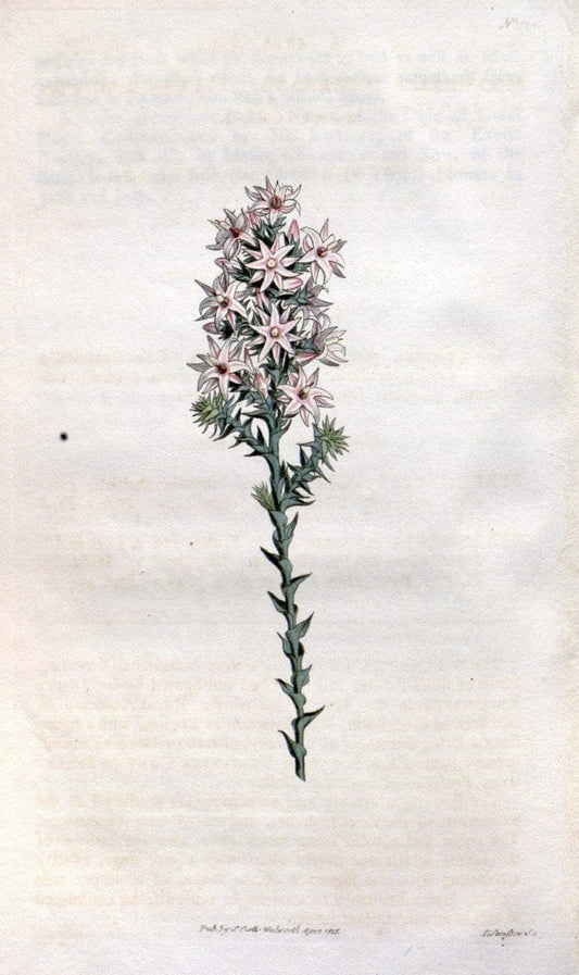 Curtis's botanical magazine. London ; New York [etc.] :Academic Press [etc.]. | "Botanical illustration" Botany Periodicals "Pictorial works" "Plants, Ornamental"  | Vintage Print Reproduction 452471