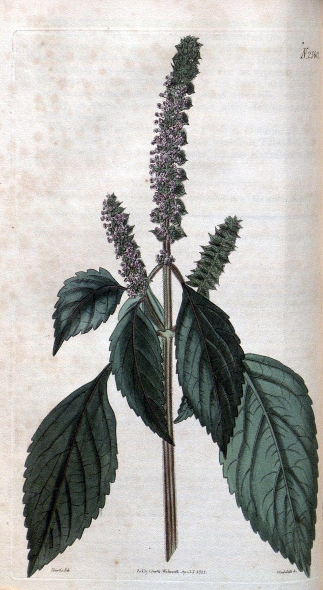 Curtis's botanical magazine. London ; New York [etc.] :Academic Press [etc.]. | "Botanical illustration" Botany Periodicals "Pictorial works" "Plants, Ornamental"  | Vintage Print Reproduction 452472