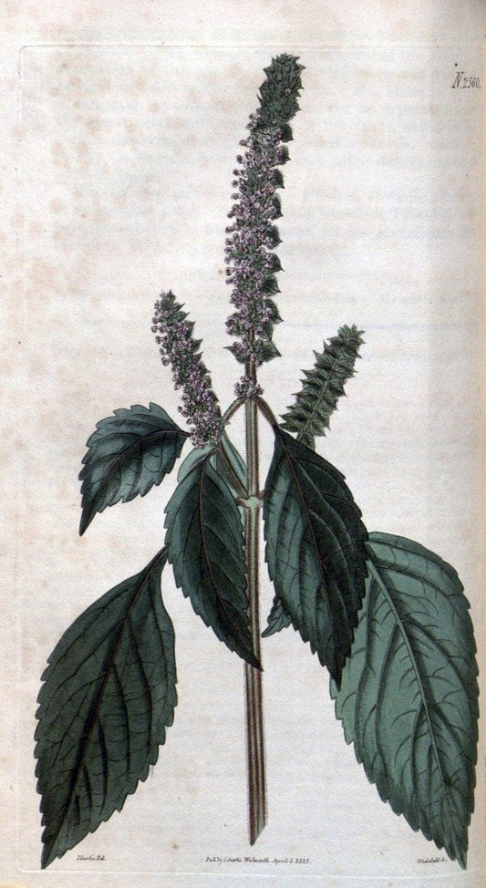 Curtis's botanical magazine. London ; New York [etc.] :Academic Press [etc.]. | "Botanical illustration" Botany Periodicals "Pictorial works" "Plants, Ornamental"  | Vintage Print Reproduction 452472