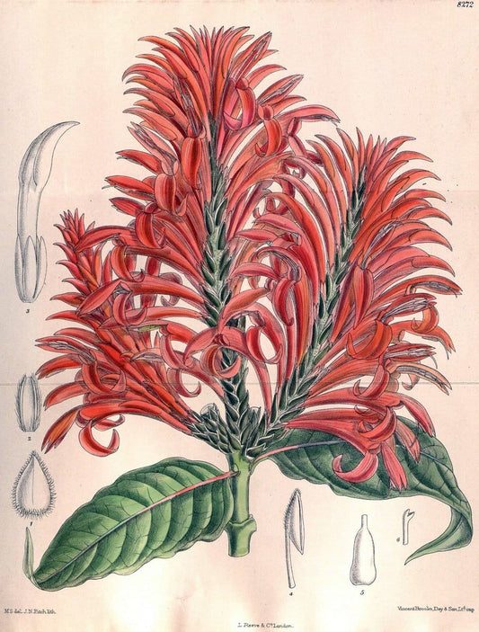 Curtis's botanical magazine. London ; New York [etc.] :Academic Press [etc.]. | "Botanical illustration" Botany Periodicals "Pictorial works" "Plants, Ornamental"  | Vintage Print Reproduction 452475