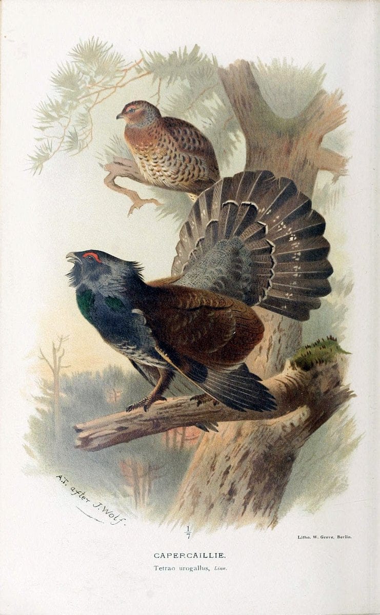 Coloured figures of the birds of the British Islands / issued by Lord Lilford. London :R | 59.82(42) Birds "Great Britain" "Pictorial works"  | Vintage Print Reproduction 452476
