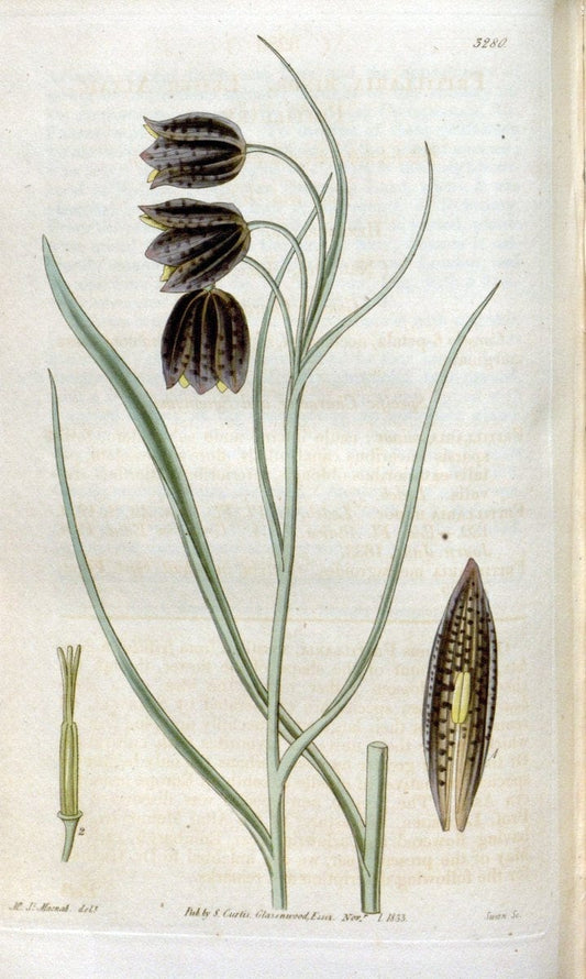 Curtis's botanical magazine. London ; New York [etc.] :Academic Press [etc.]. | "Botanical illustration" Botany Periodicals "Pictorial works" "Plants, Ornamental"  | Vintage Print Reproduction 452477