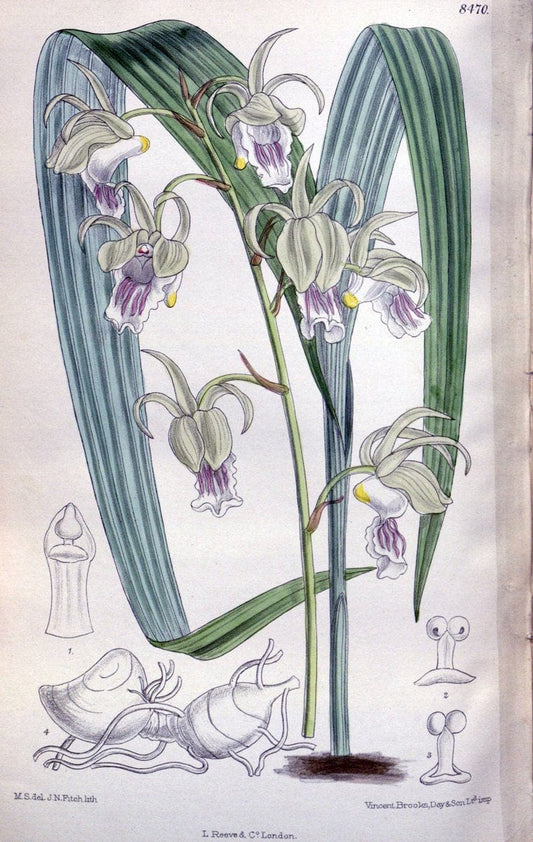 Curtis's botanical magazine. London ; New York [etc.] :Academic Press [etc.]. | "Botanical illustration" Botany Periodicals "Pictorial works" "Plants, Ornamental"  | Vintage Print Reproduction 452478