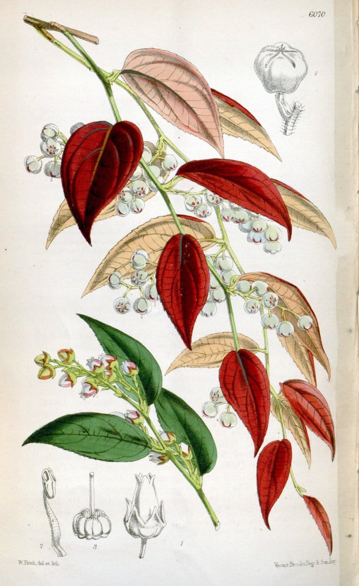 Curtis's botanical magazine. London ; New York [etc.] :Academic Press [etc.]. | "Botanical illustration" Botany Periodicals "Pictorial works" "Plants, Ornamental"  | Vintage Print Reproduction 452479