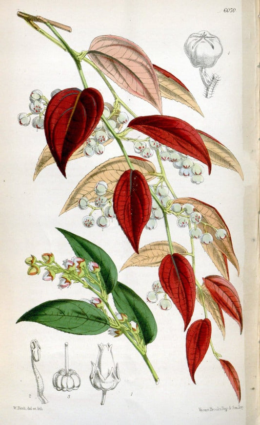 Curtis's botanical magazine. London ; New York [etc.] :Academic Press [etc.]. | "Botanical illustration" Botany Periodicals "Pictorial works" "Plants, Ornamental"  | Vintage Print Reproduction 452479