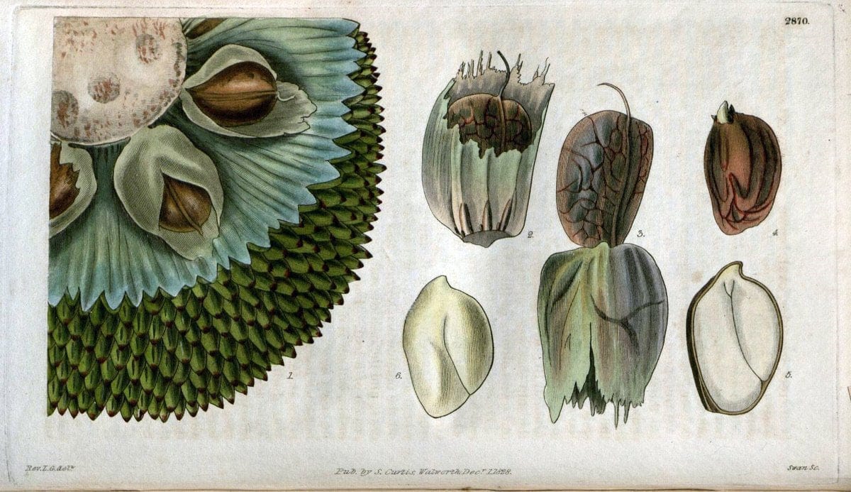 Curtis's botanical magazine. London ; New York [etc.] :Academic Press [etc.]. | "Botanical illustration" Botany Periodicals "Pictorial works" "Plants, Ornamental"  | Vintage Print Reproduction 452480