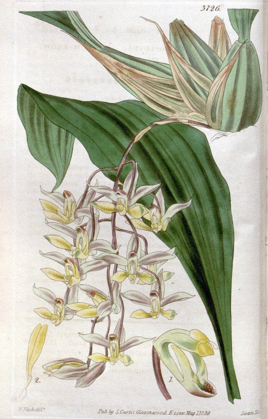 Curtis's botanical magazine..London ;New York [etc.] :Academic Press [etc.]. |  | Vintage Print Reproduction 452481