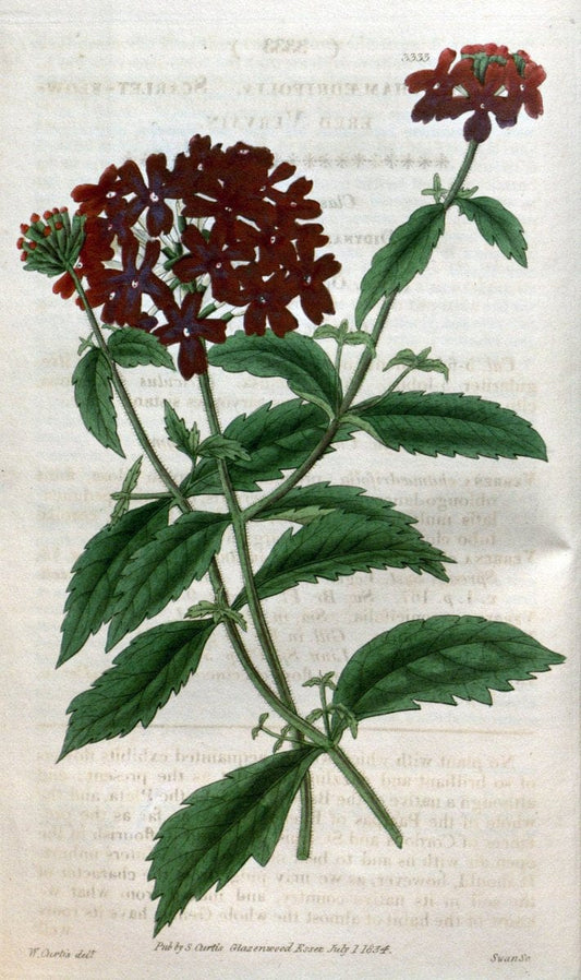 Curtis's botanical magazine..London ;New York [etc.] :Academic Press [etc.]. |  | Vintage Print Reproduction 452482