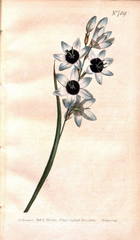 Curtis's botanical magazine. London ;New York [etc.] :Academic Press [etc.]. | Botany Periodicals "Pictorial works"  | Vintage Print Reproduction 452485