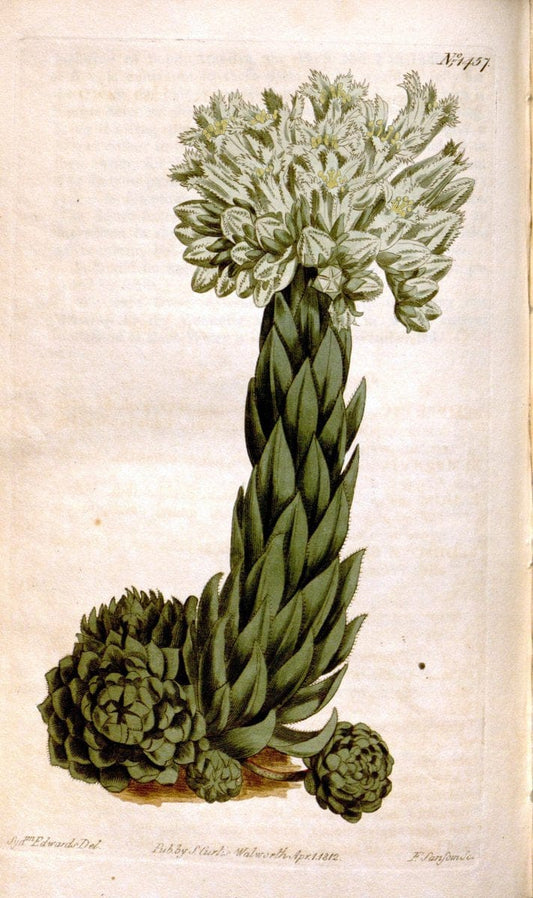 Curtis's botanical magazine. London ;New York [etc.] :Academic Press [etc.]. | Botany Periodicals "Pictorial works"  | Vintage Print Reproduction 452487
