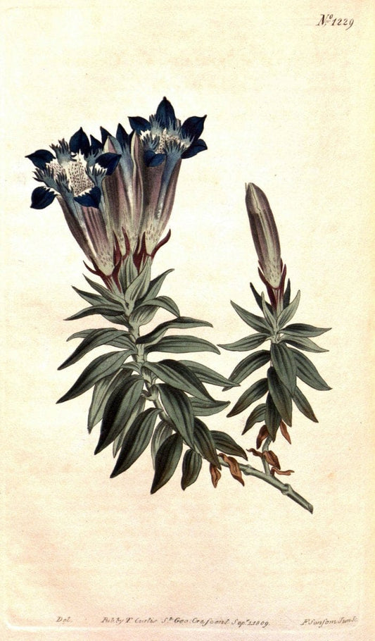 Curtis's botanical magazine. London ; New York [etc.] :Academic Press [etc.]. | "Botanical illustration" Botany Periodicals "Pictorial works" "Plants, Ornamental"  | Vintage Print Reproduction 452490