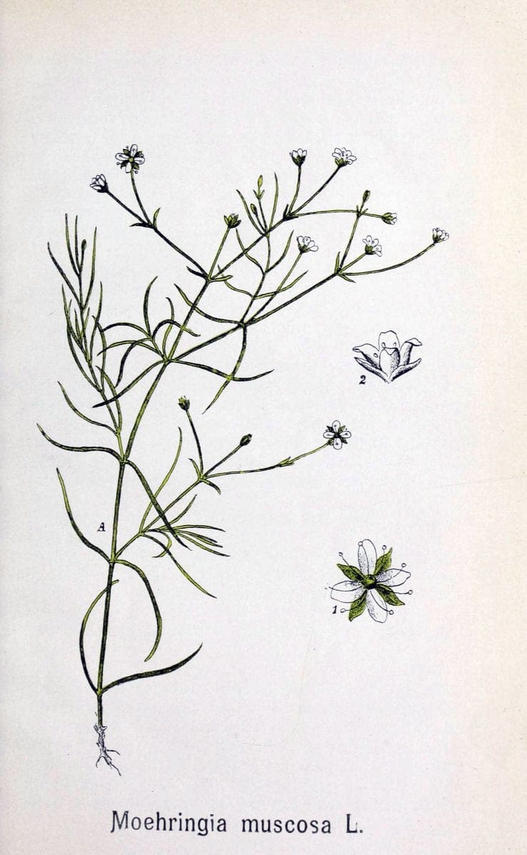 Contributiuni la flora Judetului Neamtu :.BucuresÃŒÂ¦ti :Speranta,1908.  | Plants Romania | Vintage Print Reproduction 452491