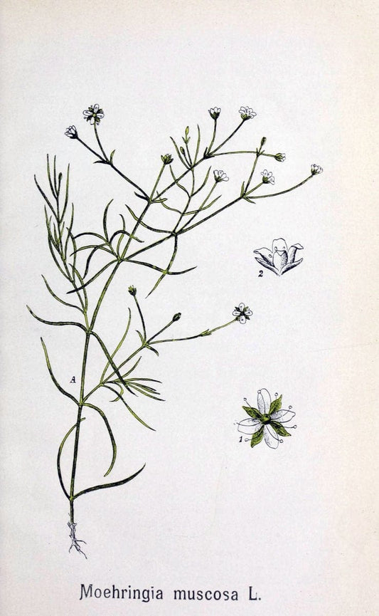 Contributiuni la flora Judetului Neamtu :.BucuresÃŒÂ¦ti :Speranta,1908.  | Plants Romania | Vintage Print Reproduction 452491